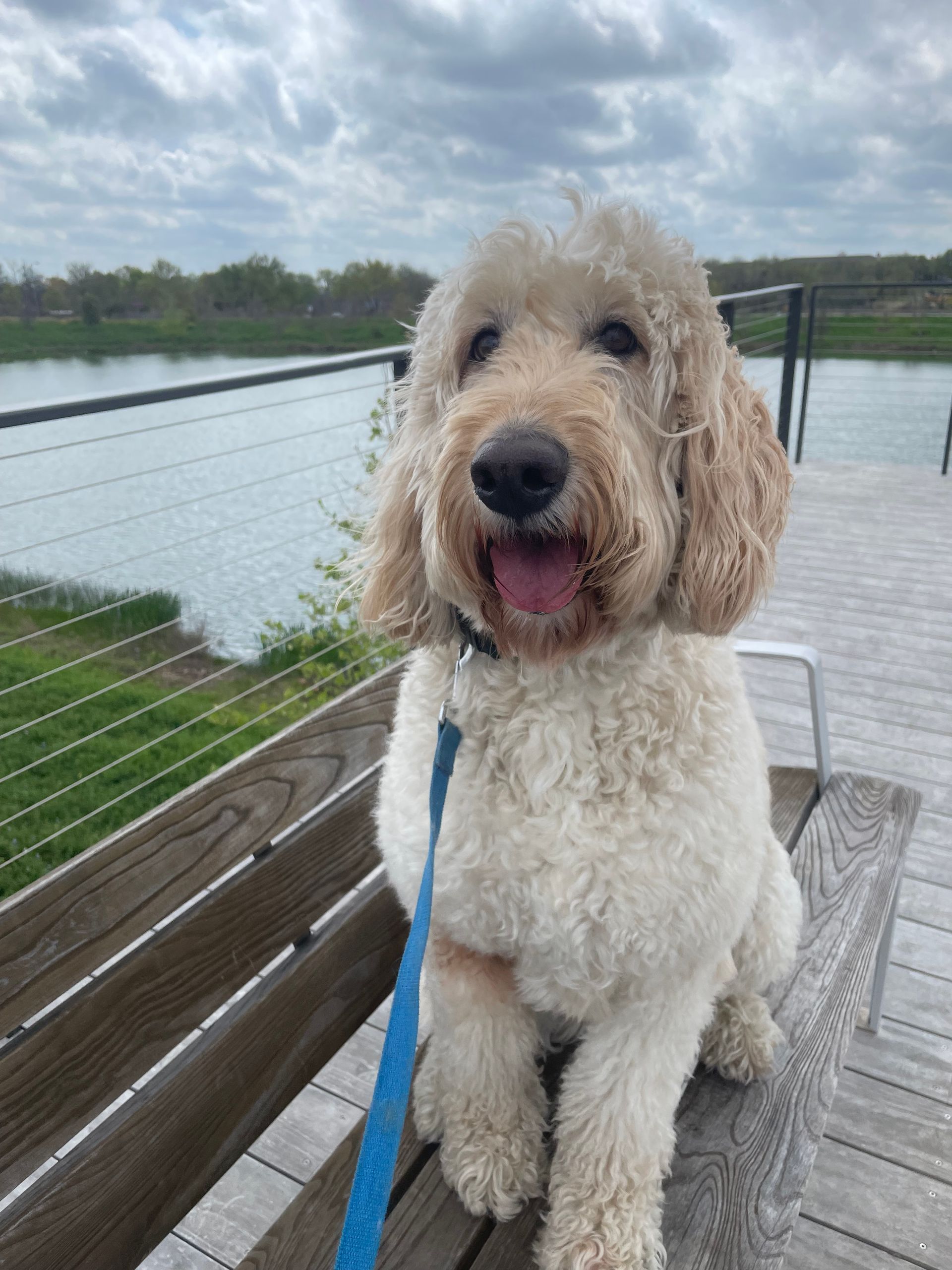 A small white dog is sitting on a wooden bench with a blue leash.