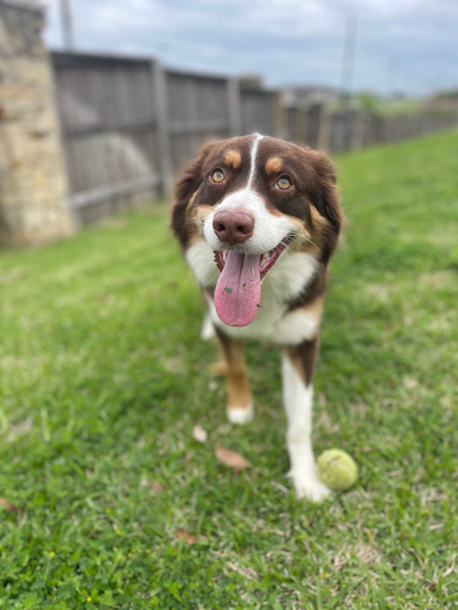 A brown and white dog is standing in the grass with its tongue hanging out.