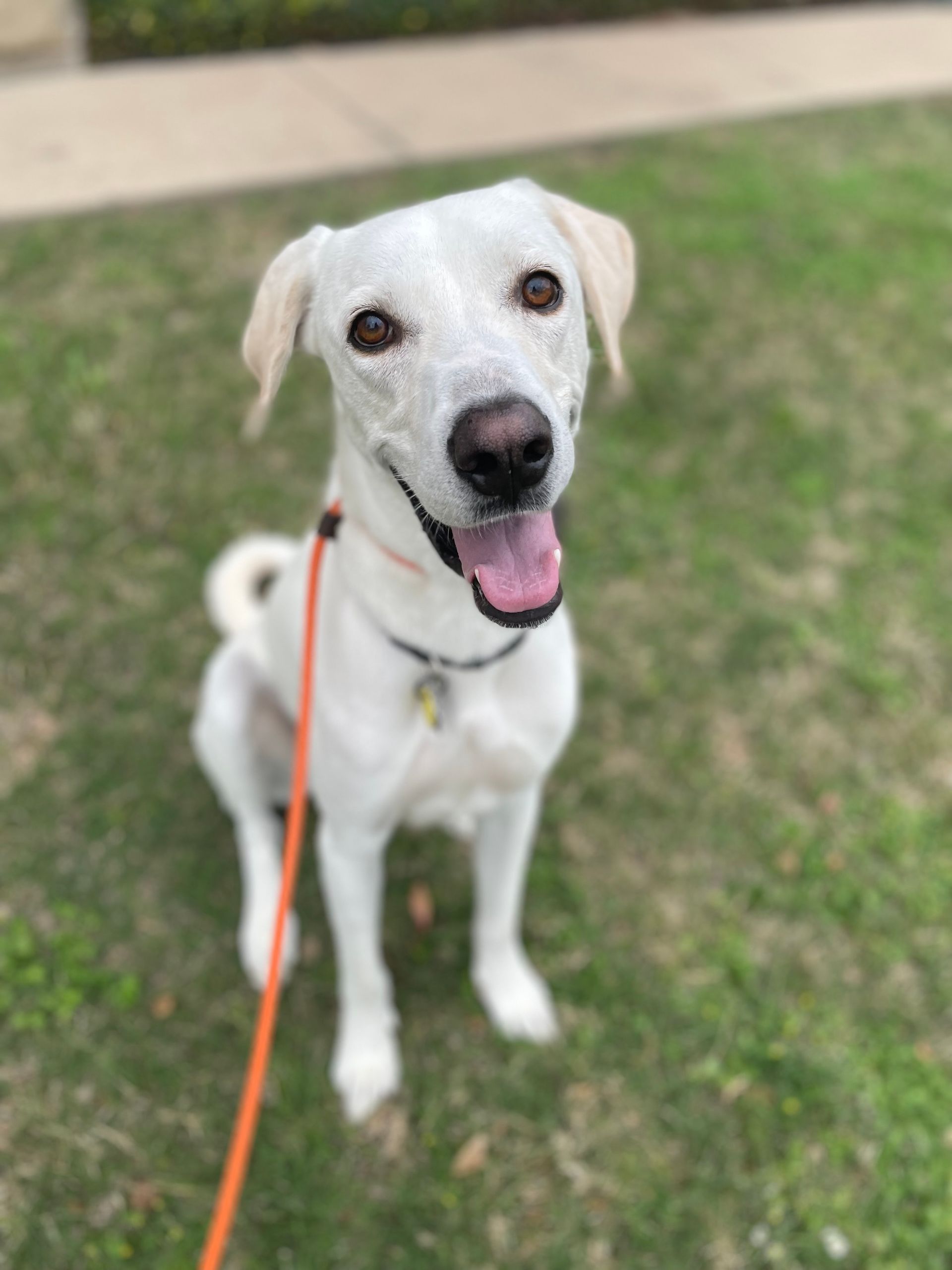 A white dog is sitting on a leash in the grass.