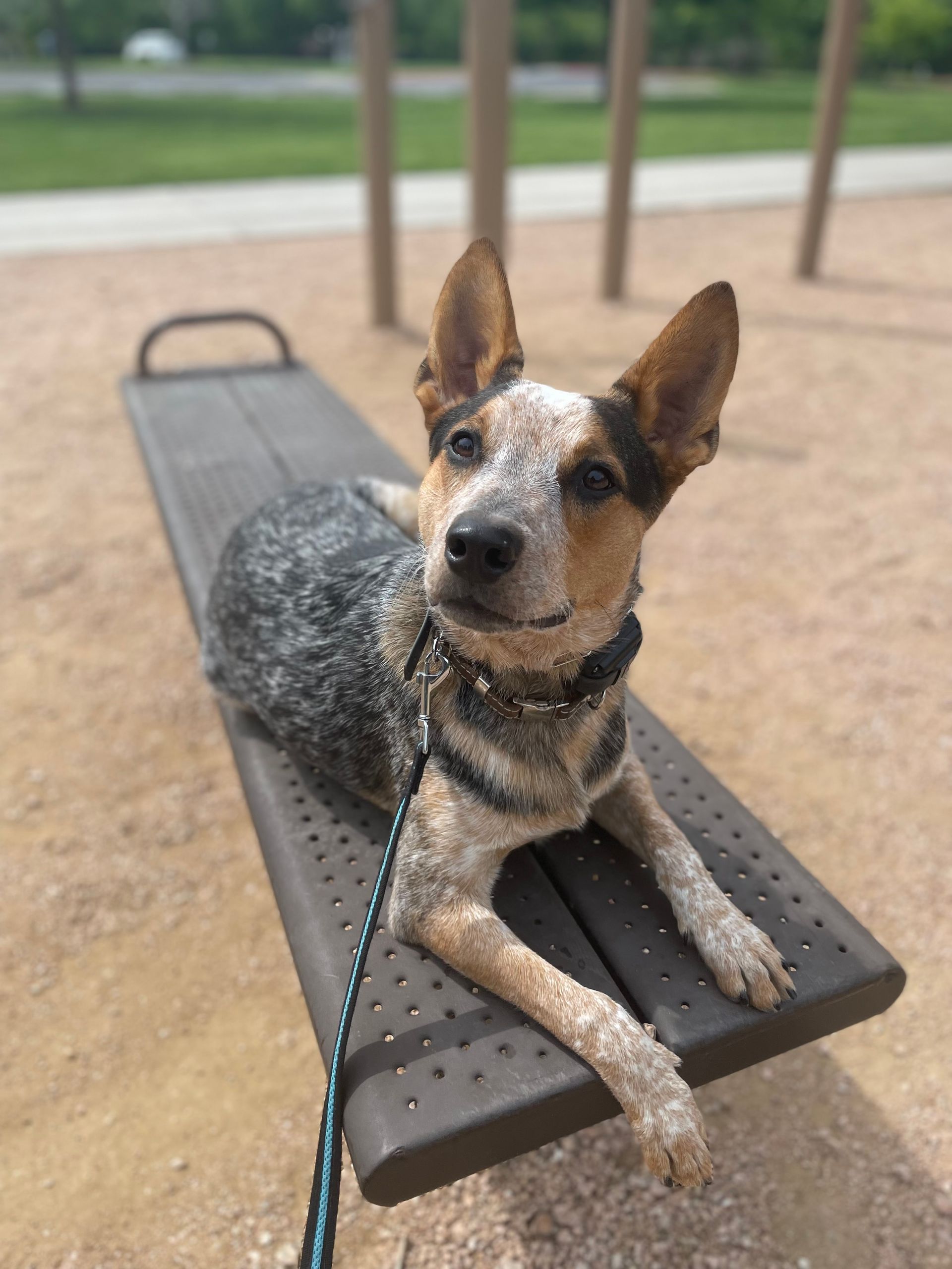 A brown and white dog is laying on a park bench on a leash.