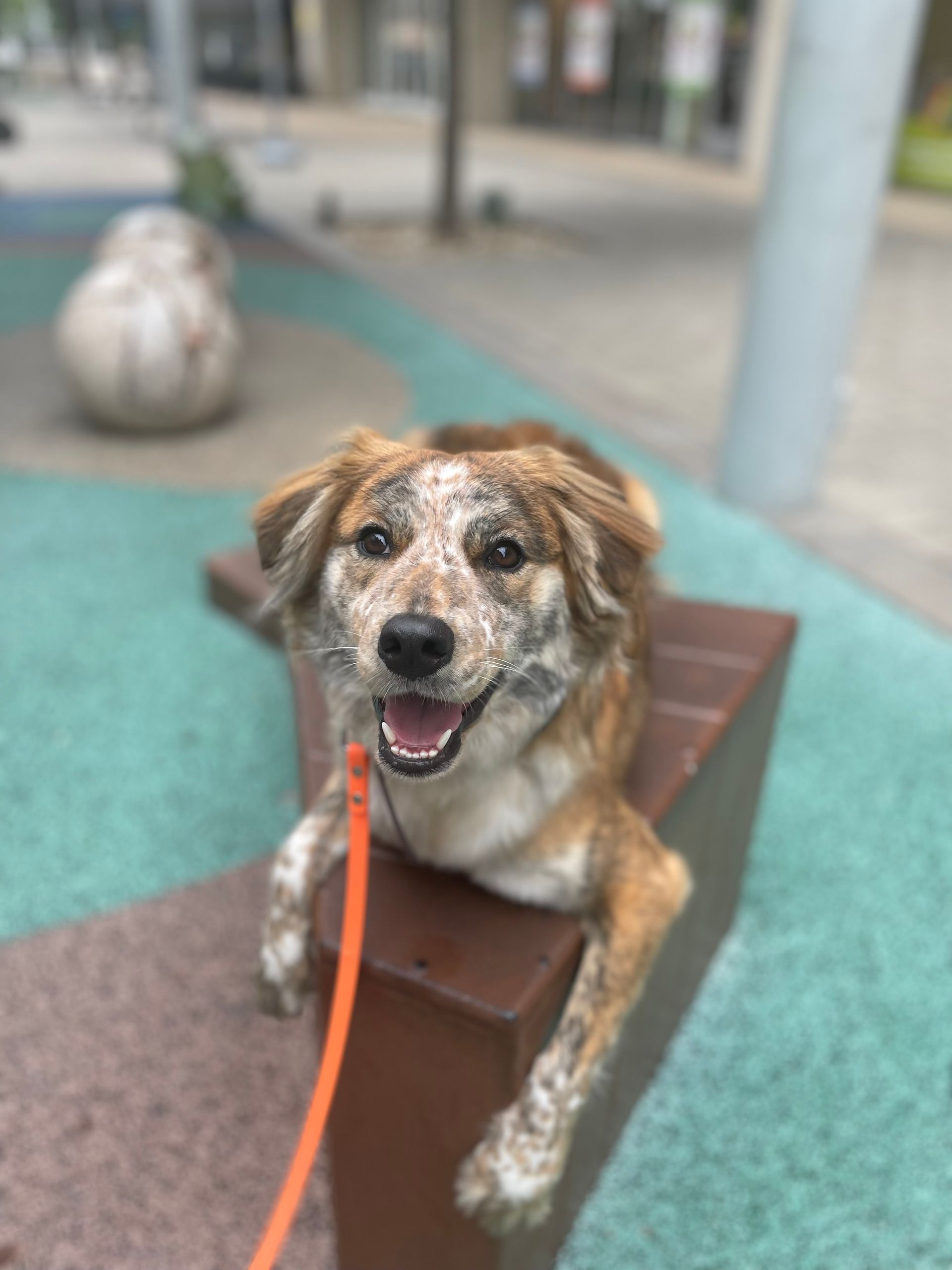 A brown and white dog is laying on a wooden bench on a leash after place training.