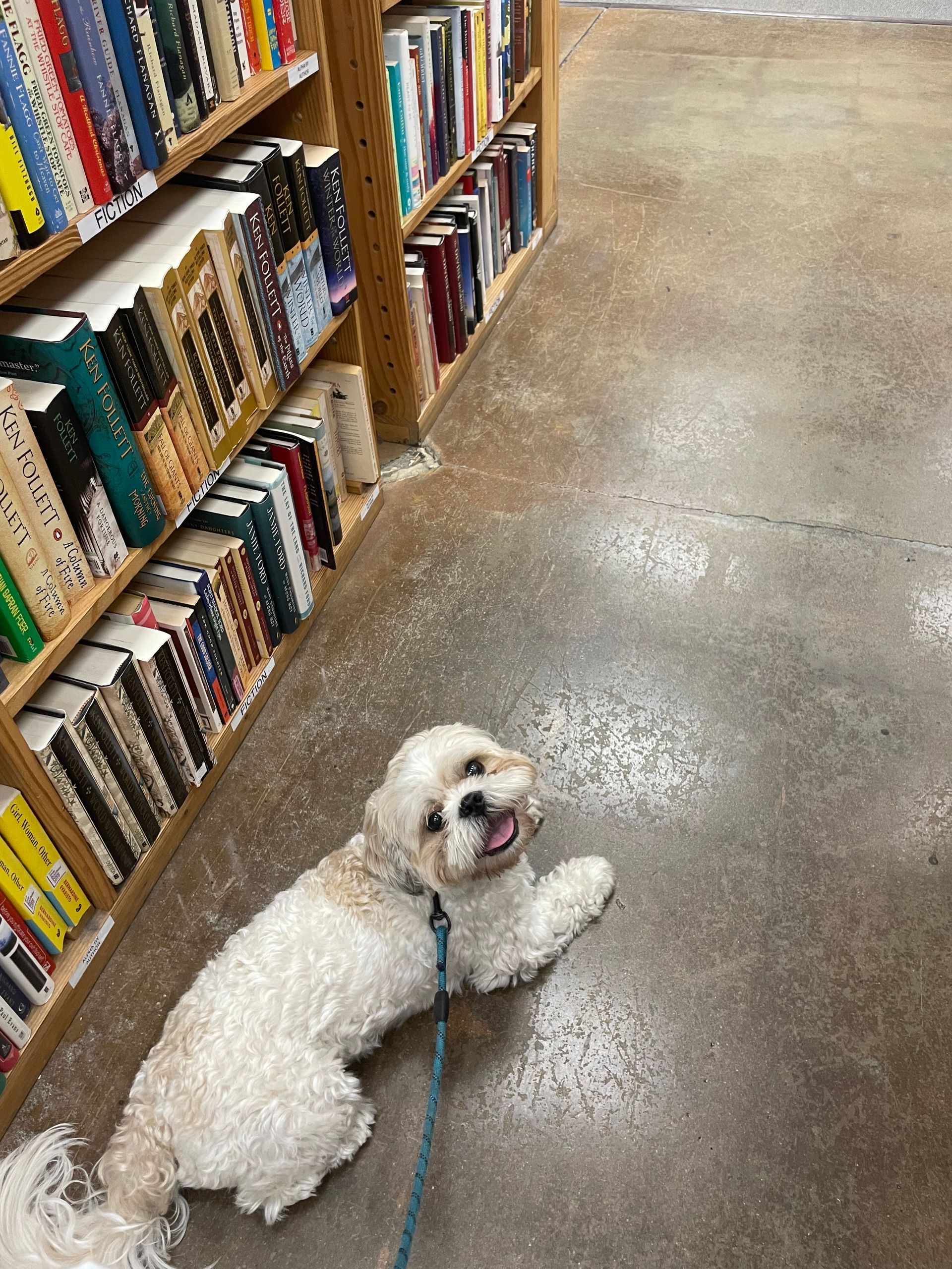 A small white dog is laying on the floor in a bookstore.