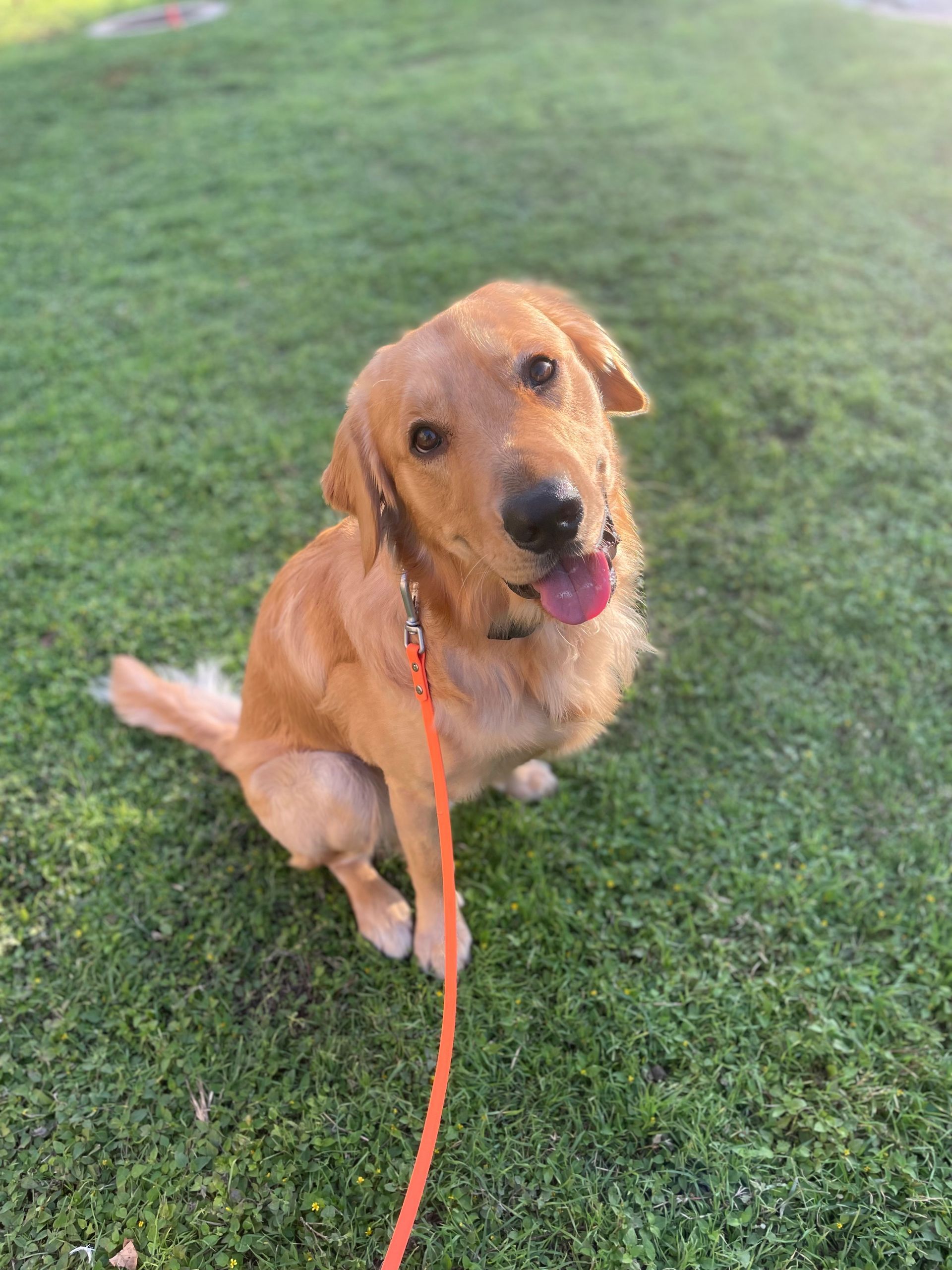 A brown dog is sitting on the grass on a leash.