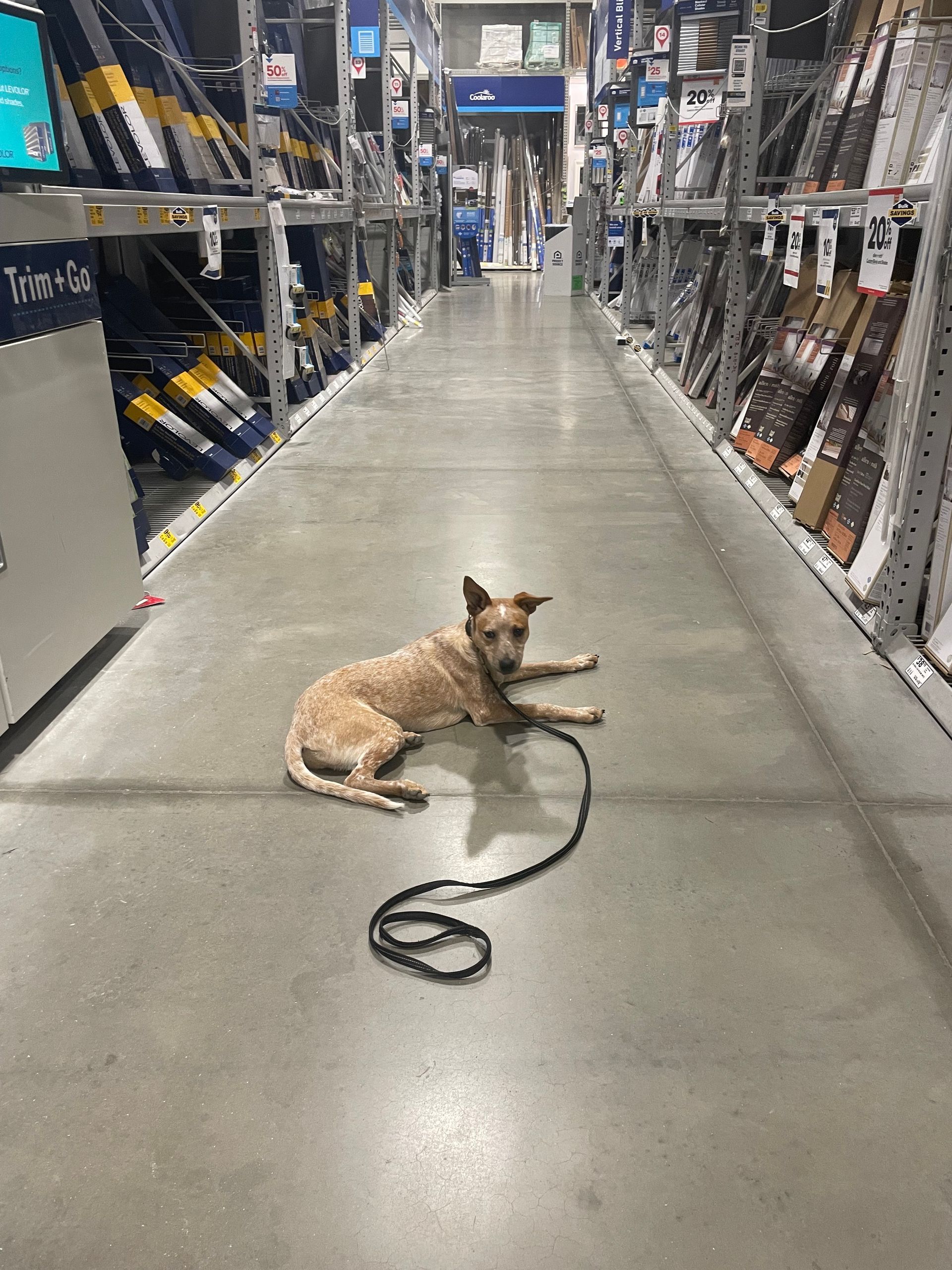 A dog is laying on the floor of a store on a leash showing its level of training.