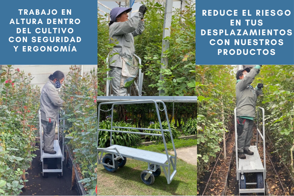 Trabajo en altura dentro del cultivo con seguridad y ergonomía
