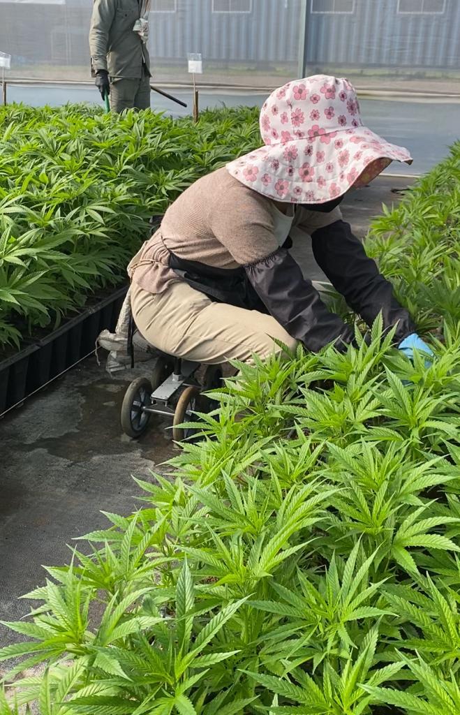 Cannabis medicinal