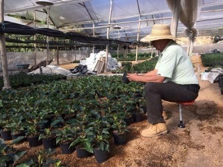 Plantas vivas