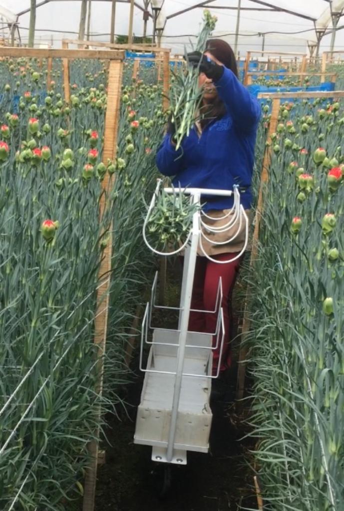 Ergonomía en cultivos de flores