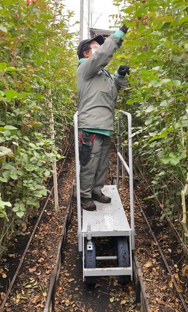 Trabajo en altura dentro del cultivo con seguridad y ergonomía
