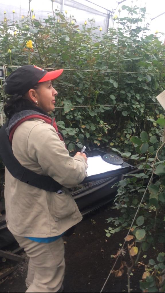 Arnés manos libres para toma  de información