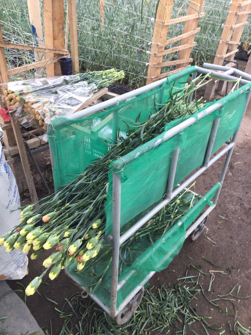 ergonomía en cultivos de flores