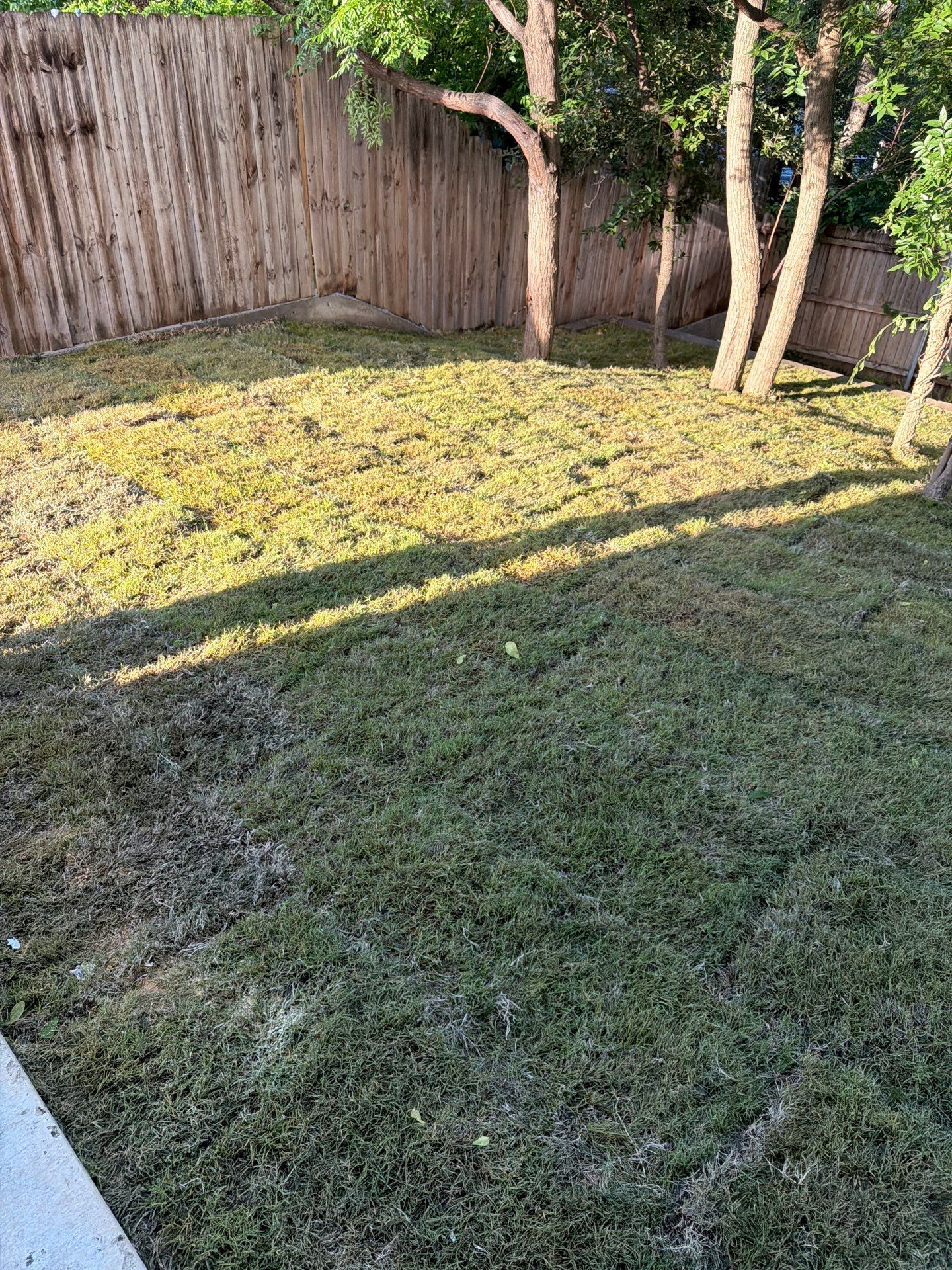 Sunny backyard with grass, wooden fence, and several trees casting long shadows.