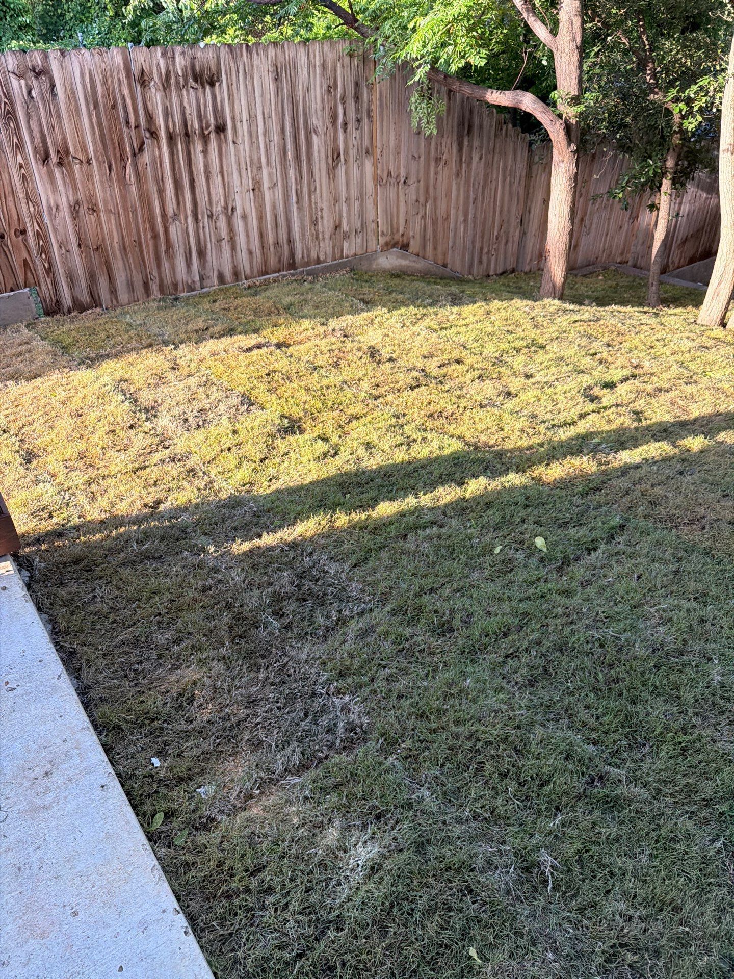 Backyard lawn with patchy grass, wooden fence, and a tree casting long shadows