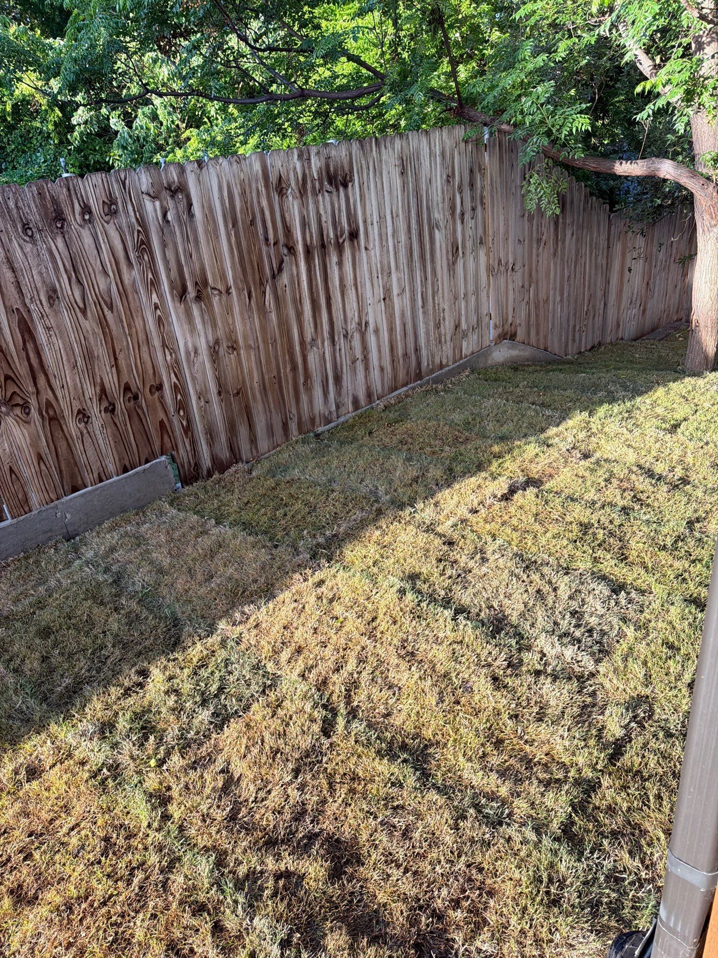 Backyard with a weathered wooden fence, patchy grass, and a tree trunk on the right
