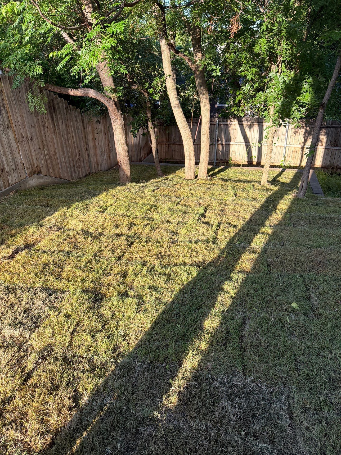 Backyard lawn with trees and long shadows beside a wooden fence