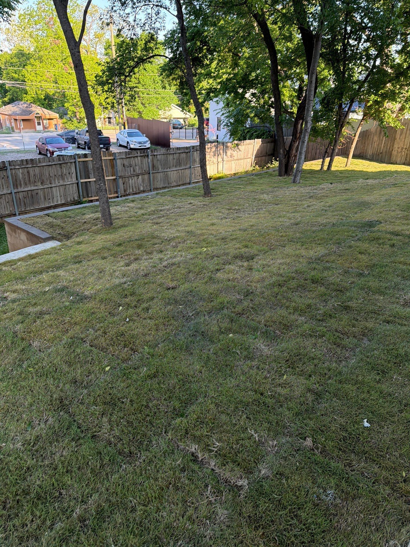 Grassy yard with trees and a wooden fence beside a sidewalk and parked cars