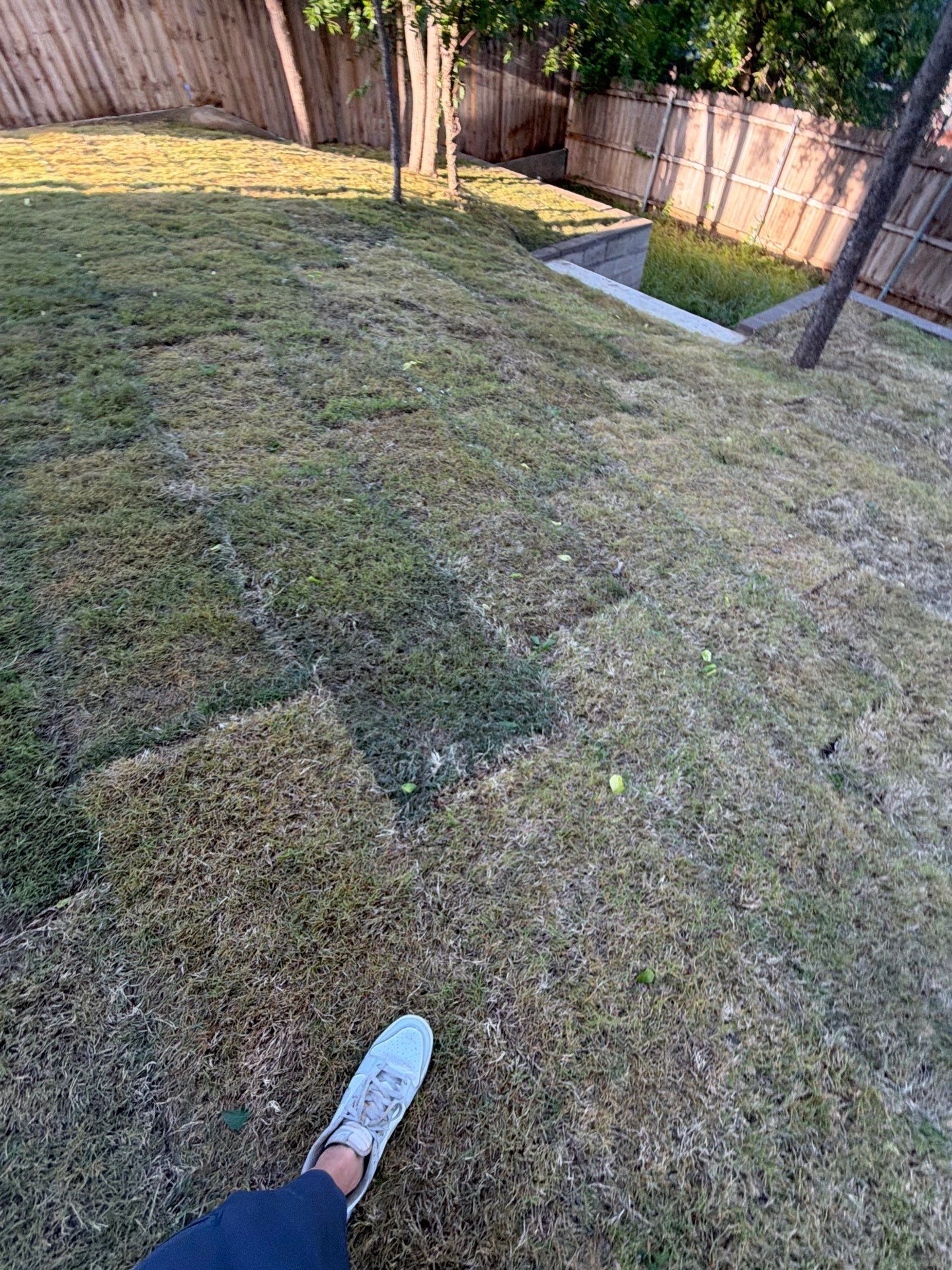 Backyard lawn with patchy grass, fence, and a person's shoe at the bottom edge