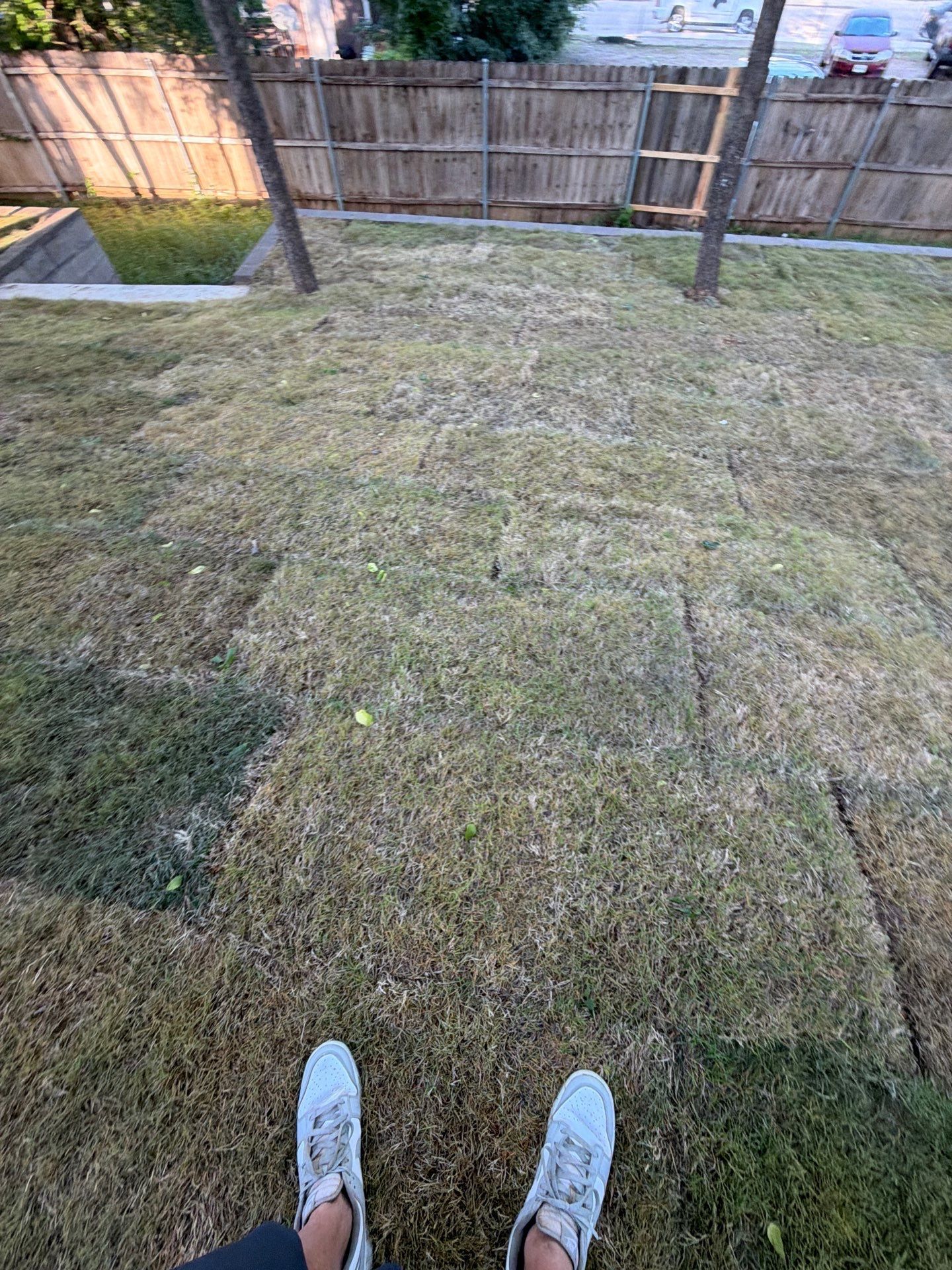 Backyard lawn with patchy grass, wooden fence, and a person’s shoes visible at the bottom.