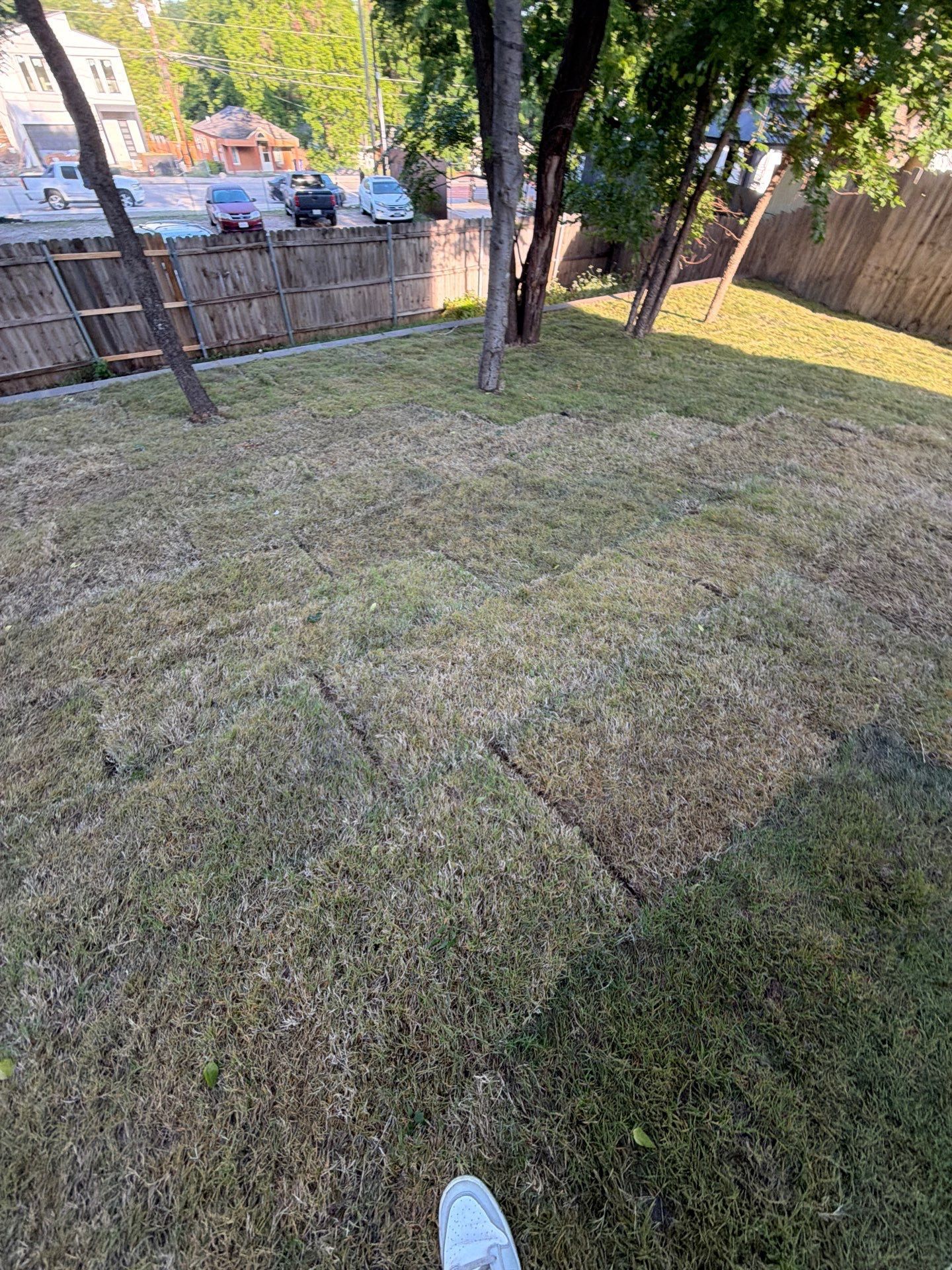 Backyard lawn with patchy grass, fence, trees, and parked cars beyond the fence