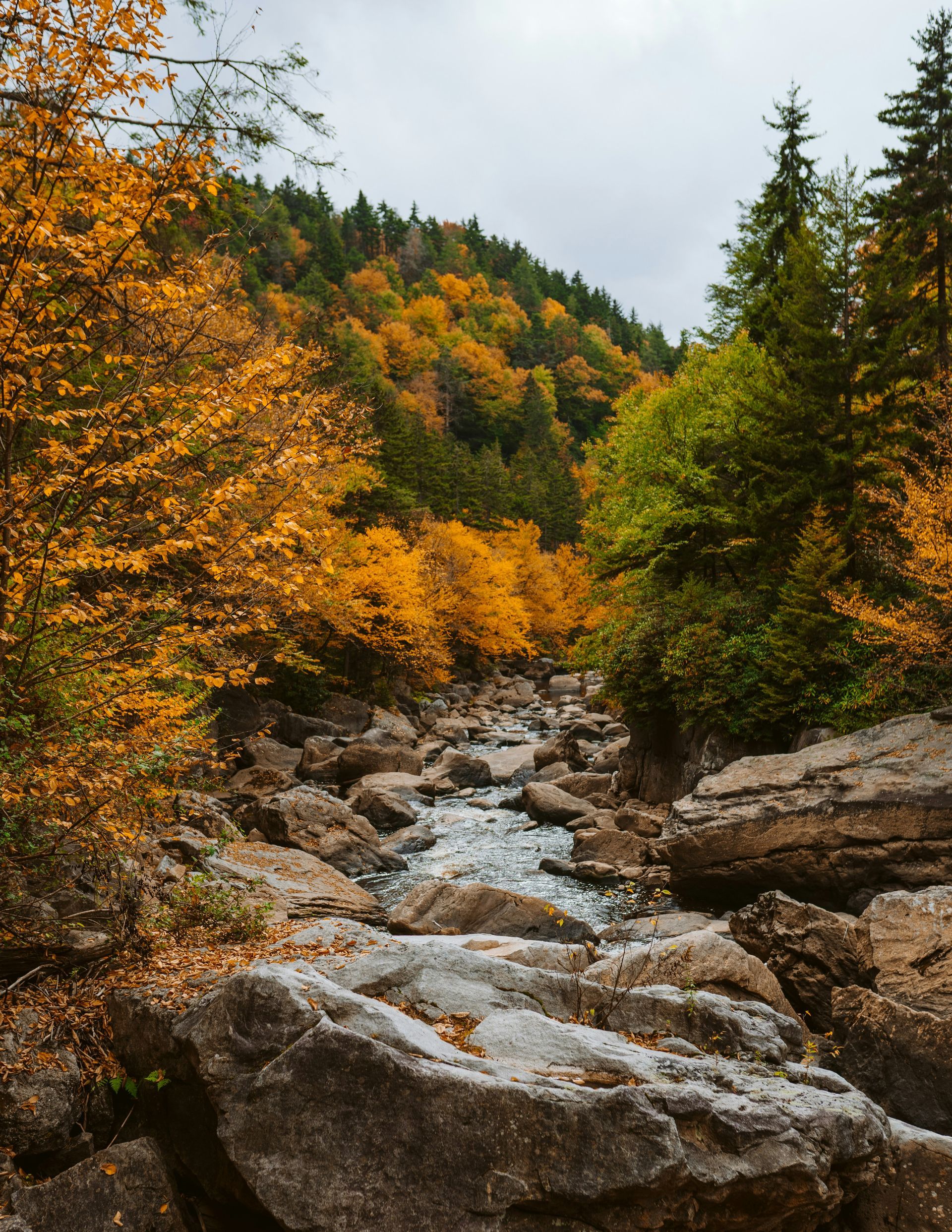 A river runs through a lush green forest surrounded by rocks and trees.