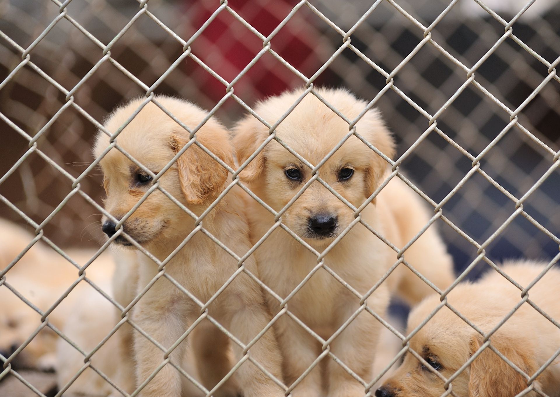 Three sad looking golden retriever puppies behind chain linked fence.