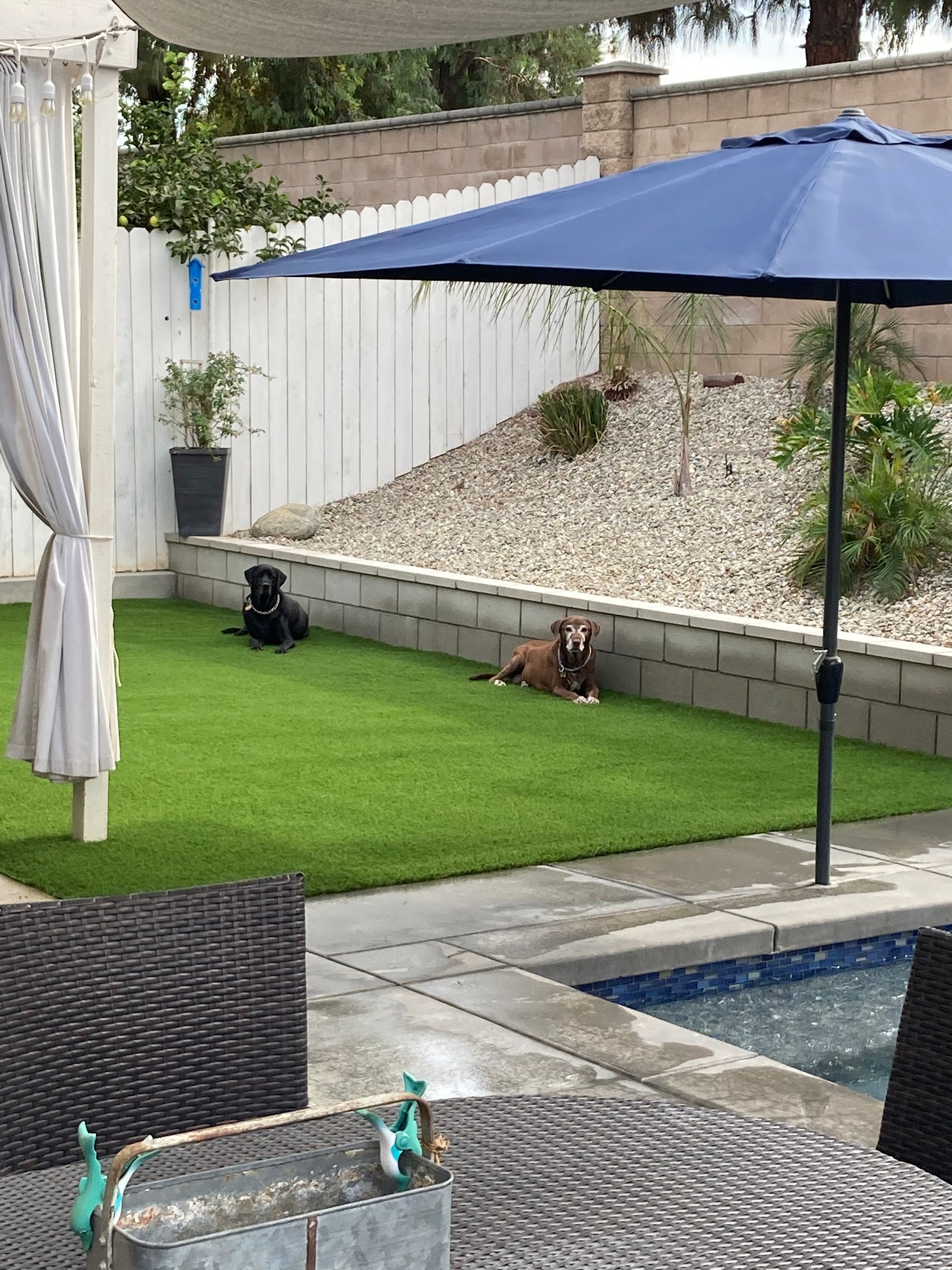 Two dogs relaxing on green turf near a pool, under a blue umbrella. White fence and stone wall in background.