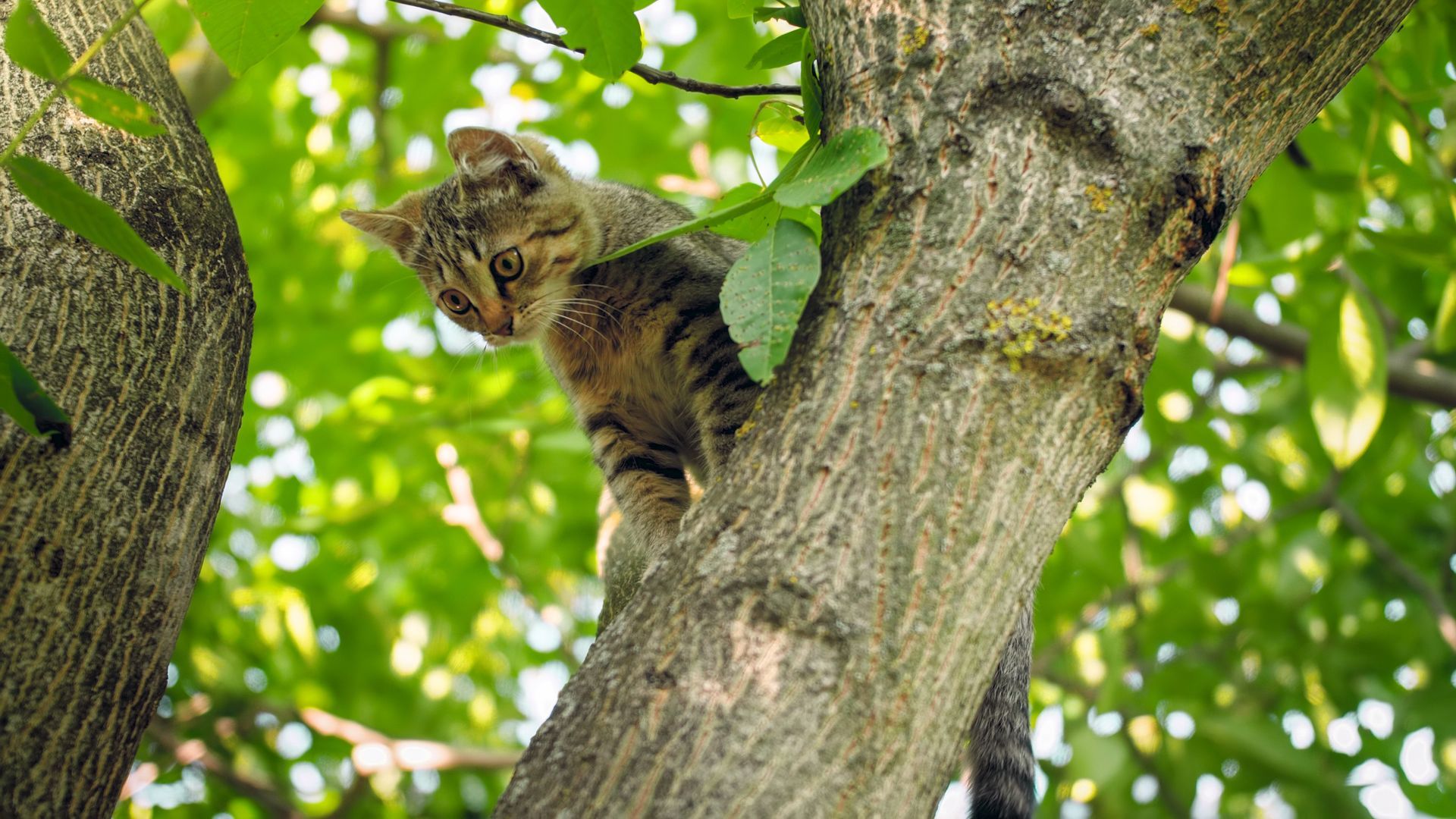 A cat is climbing up a tree branch.