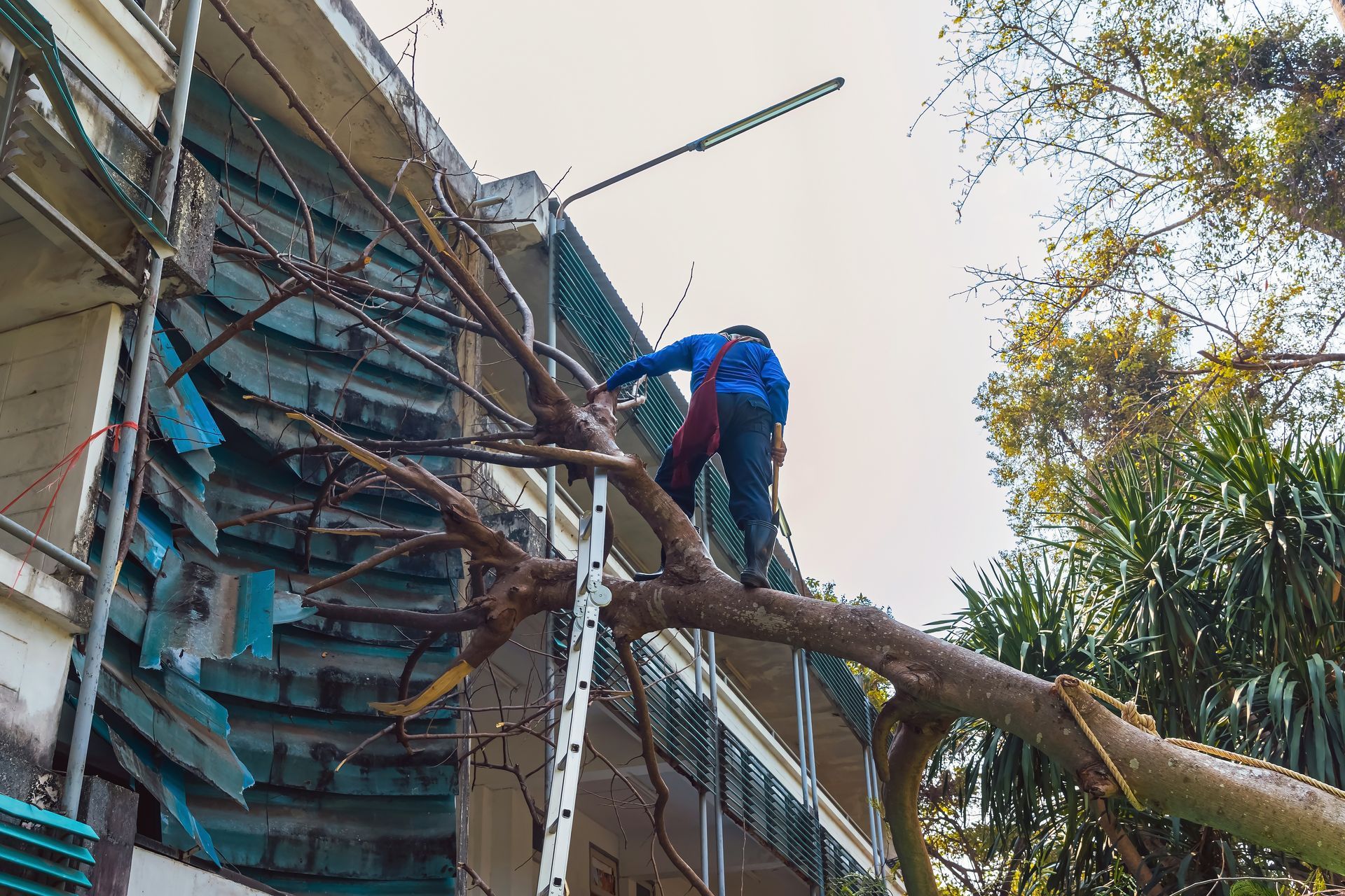 An expert is performing property tree removal on a fallen tree near a building. An expert is performing property tree removal on a fallen tree near a building.