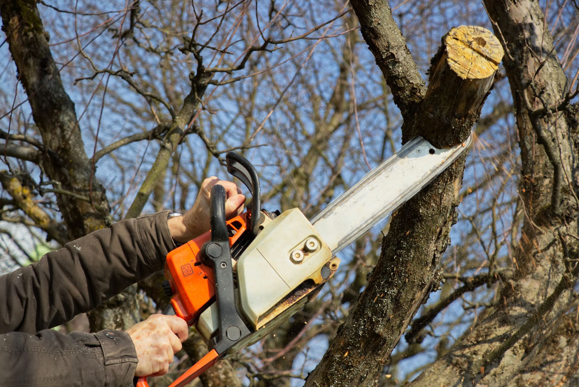 Person using a chainsaw for tree trimming, cutting a large tree branch.