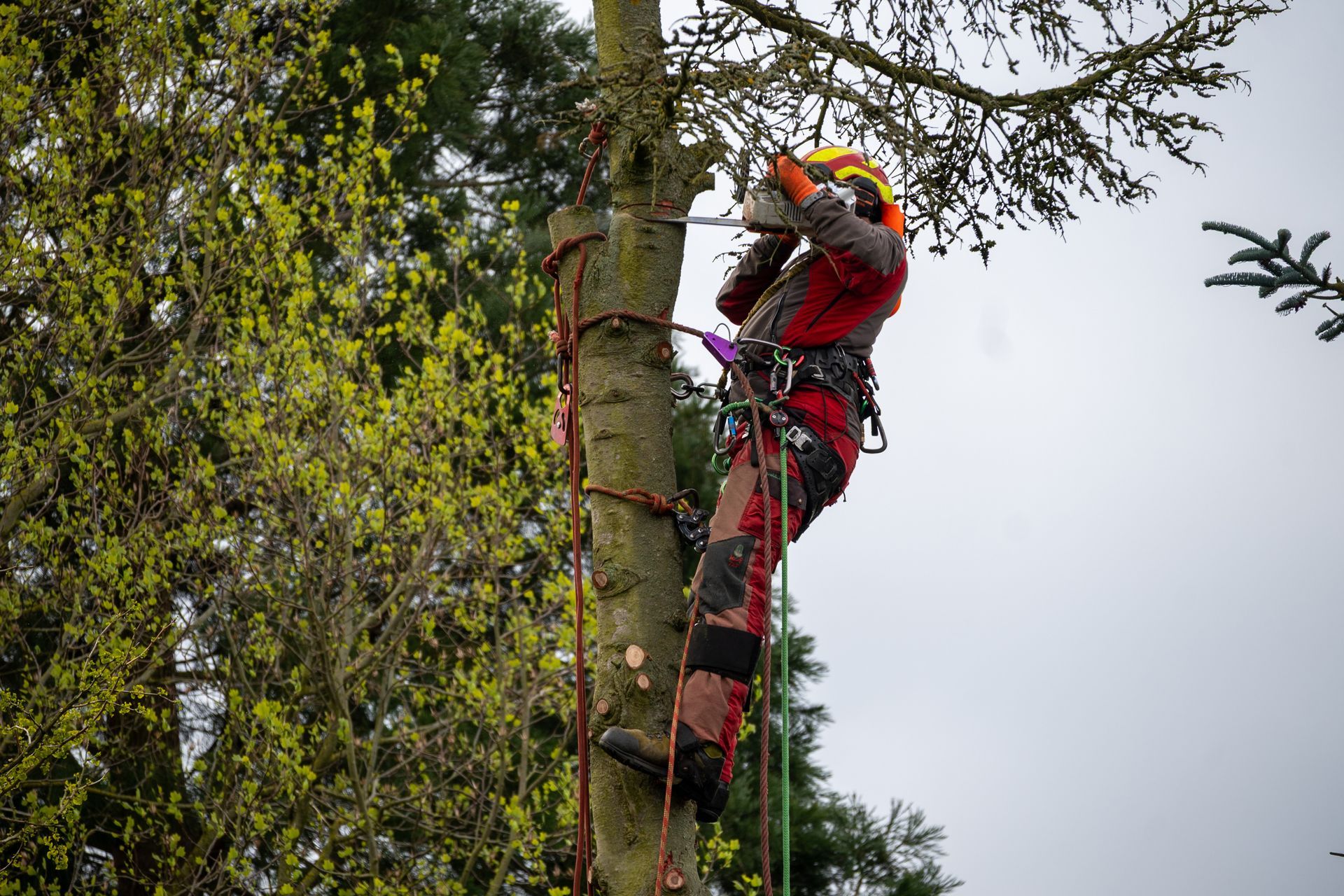 Professional arborist removing tree with chainsaw.