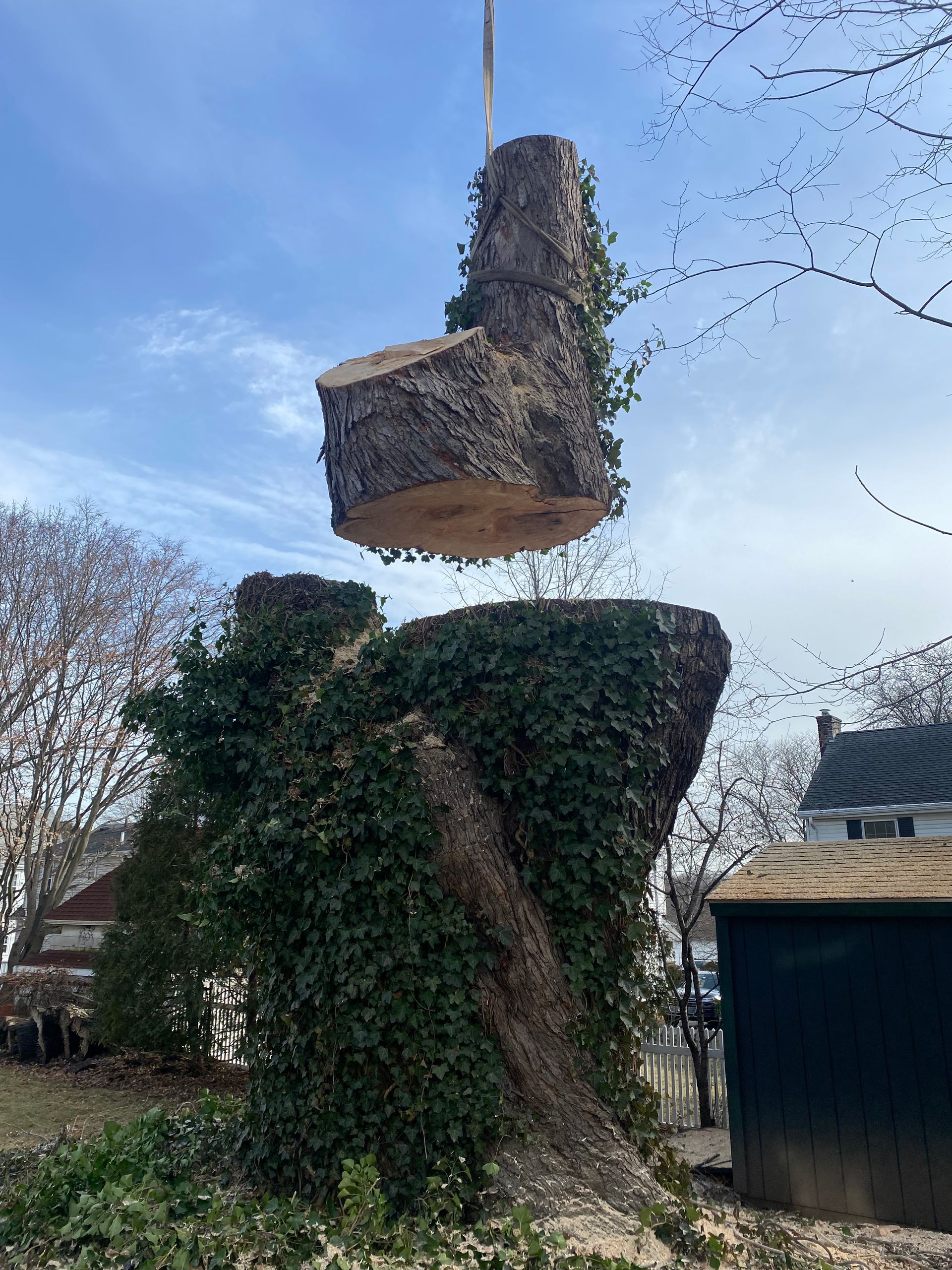 A tree section is lifted by a crane. The remaining trunk is covered in green ivy, outside, under a blue sky.