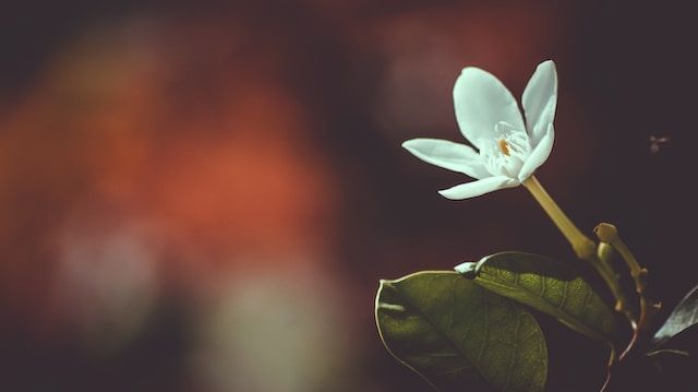 cremation services in New Iberia, LA