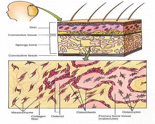 Intramembranous bone formation