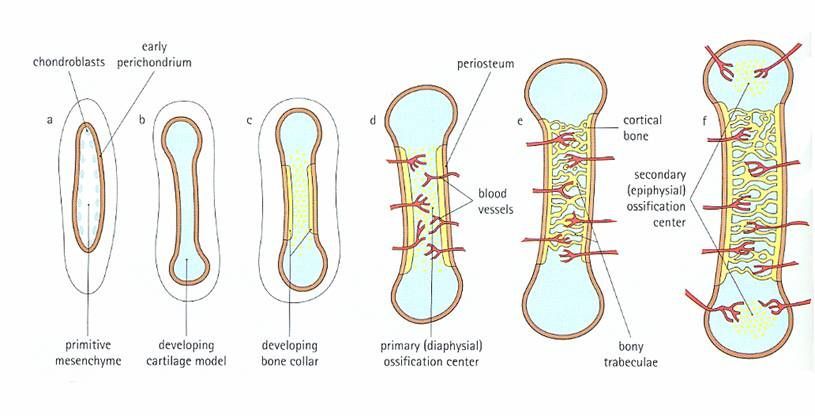 Prenatal long bone development