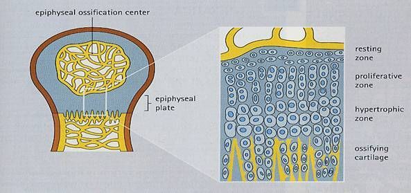 Postnatal development of long bones