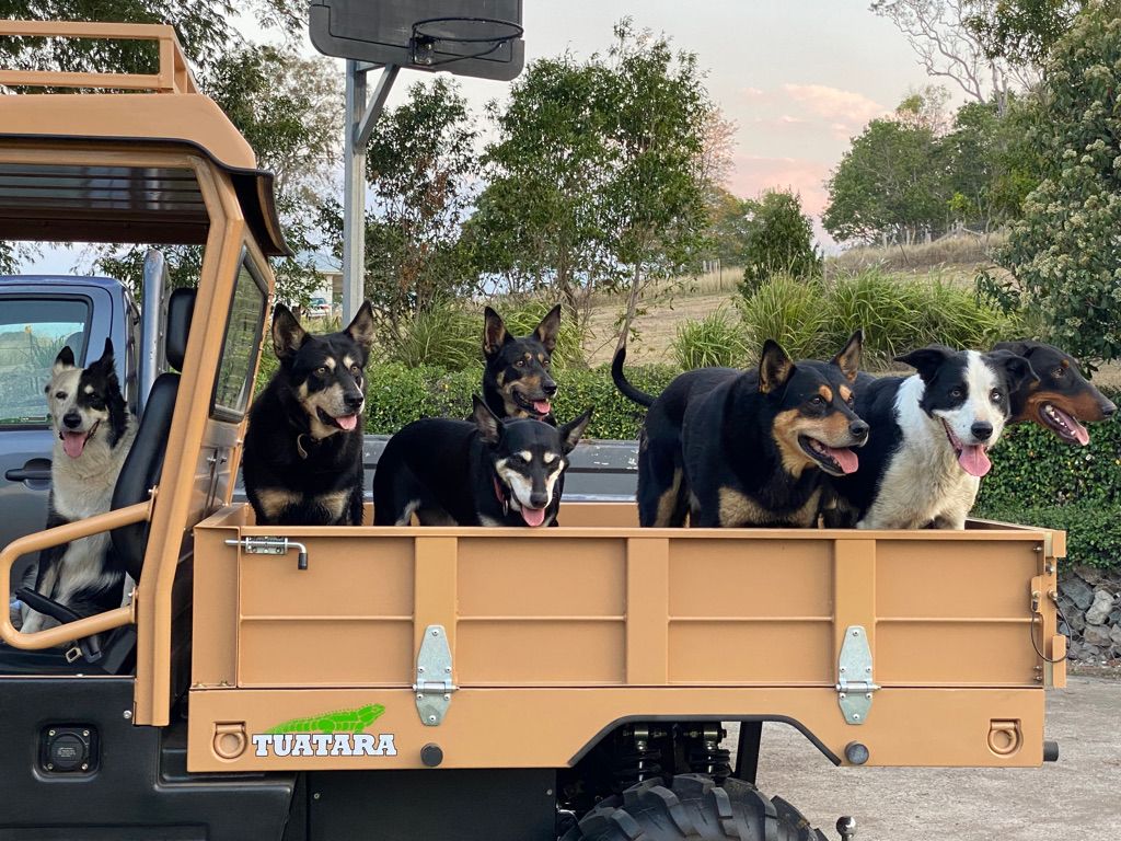 A group of six dogs standing and sitting in the cargo bed of a light brown utility vehicle parked outdoors.