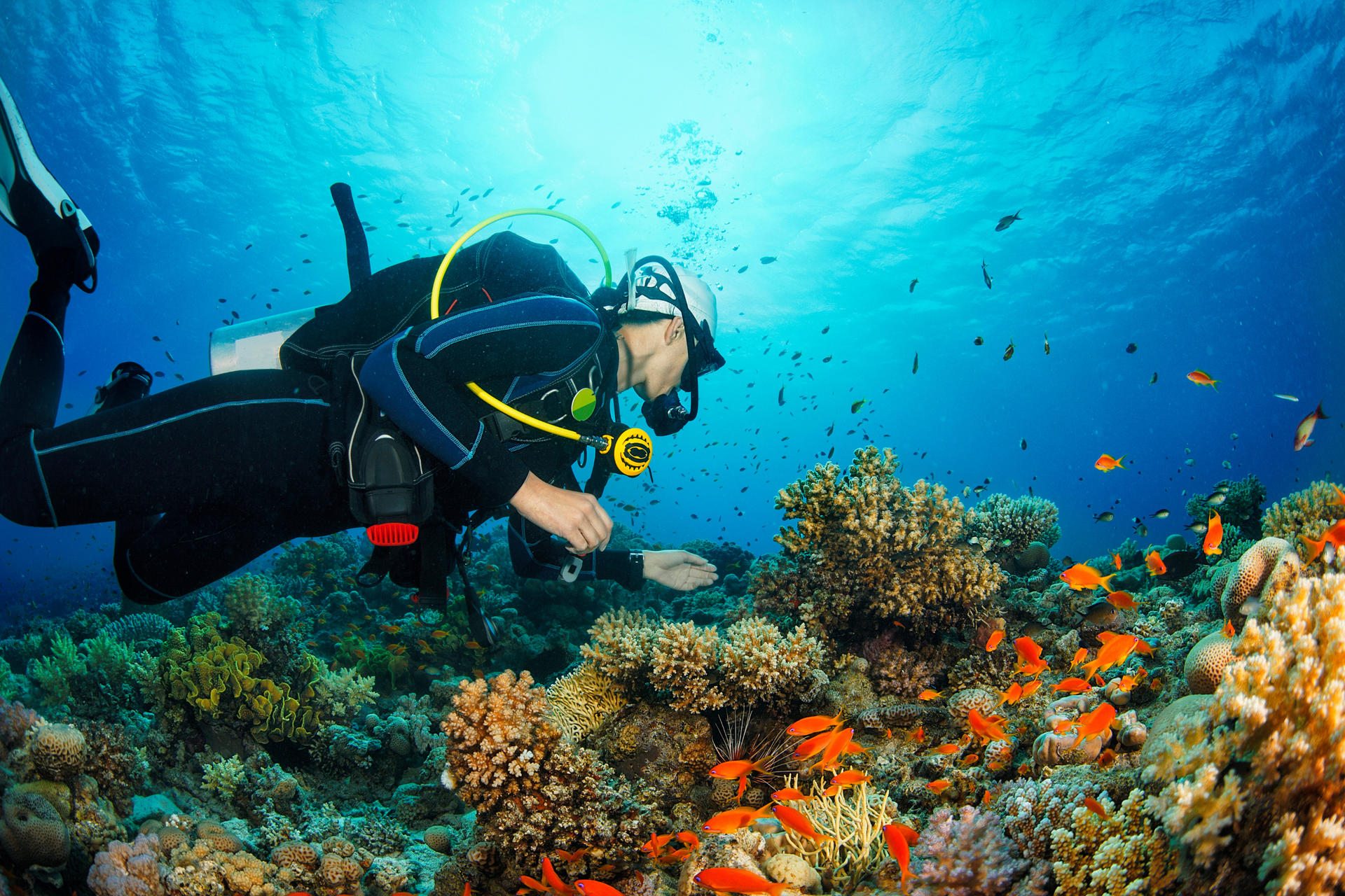 A scuba diver is swimming over a coral reef in the ocean.