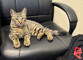 Tabby cat lounging on a black office chair, looking relaxed.