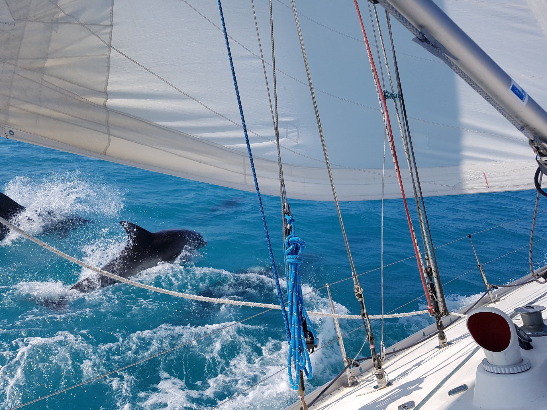 A pciture taken from the deck of an underway yacht, looking over the side at the sea. A small school of dolphins is swimming and breaching alongside.