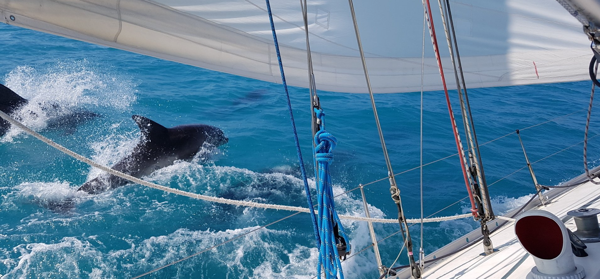 A picture taken from the deck of an underway yacht, looking under the mainsail and over the gunwhale at a pod of dolphins who are surfing in the wake next to the boat. A picture taken from the deck of an underway yacht, looking under the mainsail and over the gunwhale at a pod of dolphins who are surfing in the wake next to the boat.
