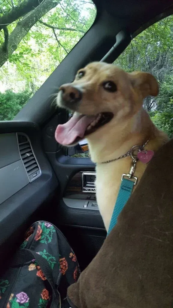 Small tan dog panting in a car passenger seat, wearing a pink collar and blue leash.