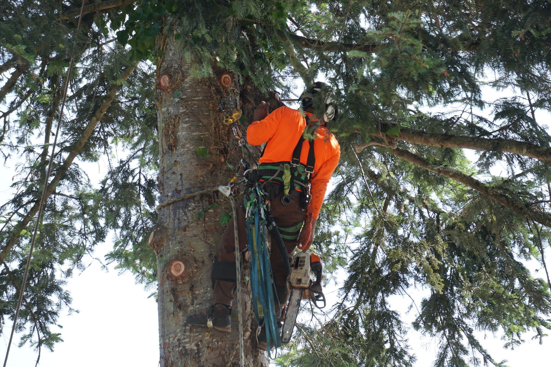 Arborist in orange shirt, safety gear, cutting tree branches with a chainsaw.
