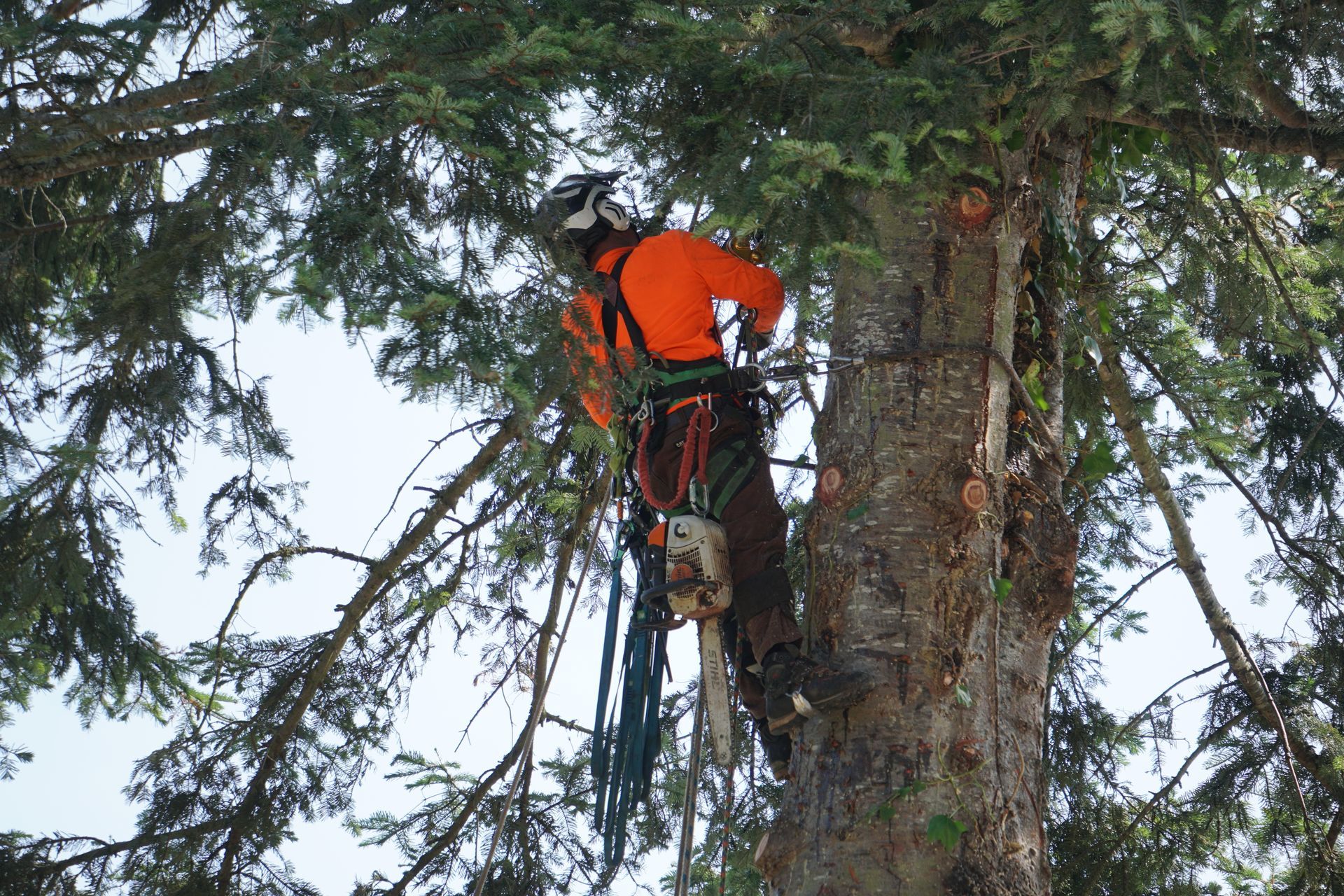 Arborist in orange shirt, helmet, and safety gear using chainsaw in a tall tree.
