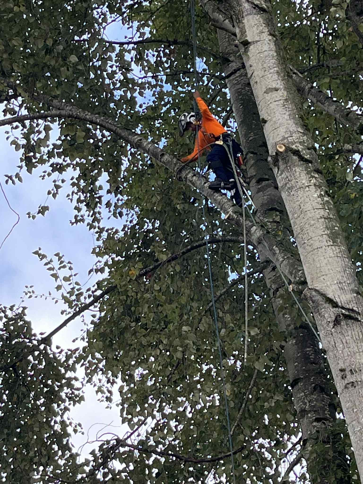 Arborist in orange shirt, trimming tree branches, secured by ropes. Light blue sky visible.