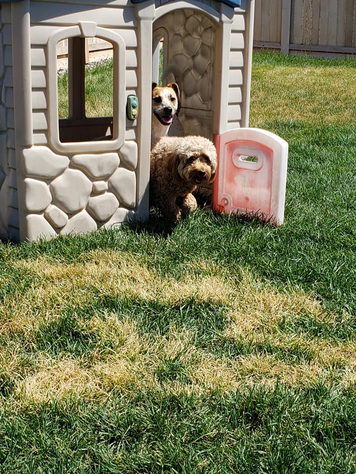 Kennel Stoughton, WI Quarry Kennels