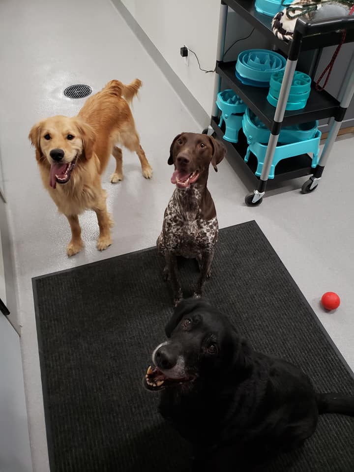 Kennel Stoughton, WI Quarry Kennels