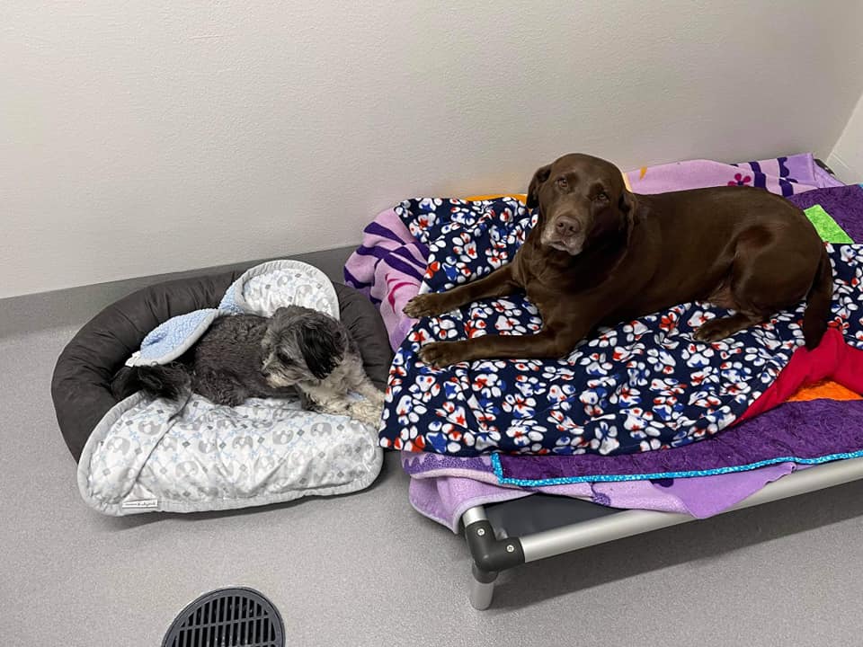 Kennel Stoughton, WI Quarry Kennels