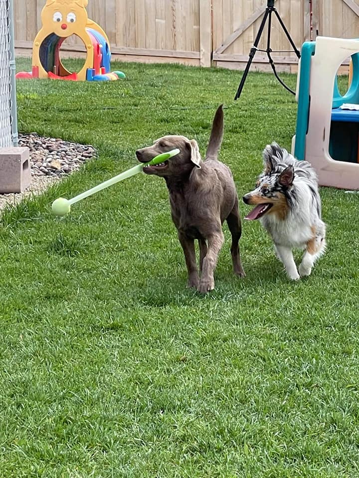 Kennel Stoughton, WI Quarry Kennels
