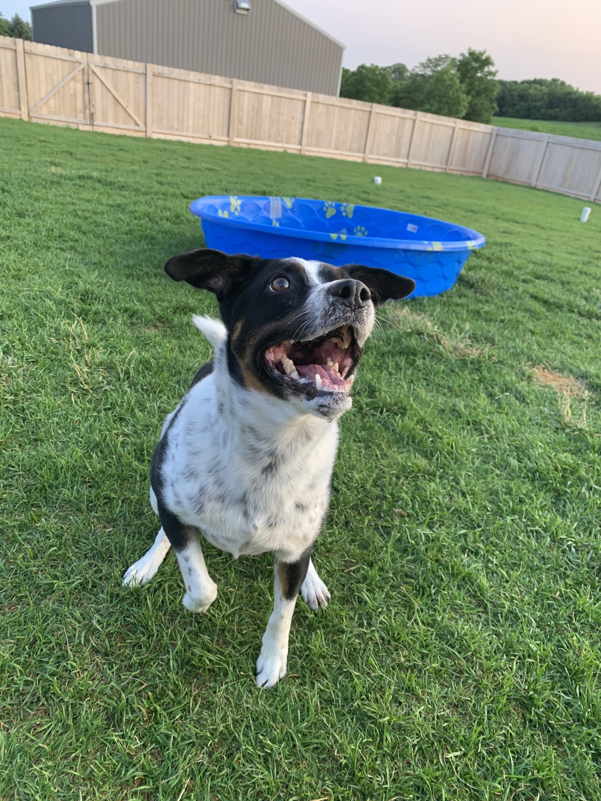 Kennel Stoughton, WI Quarry Kennels