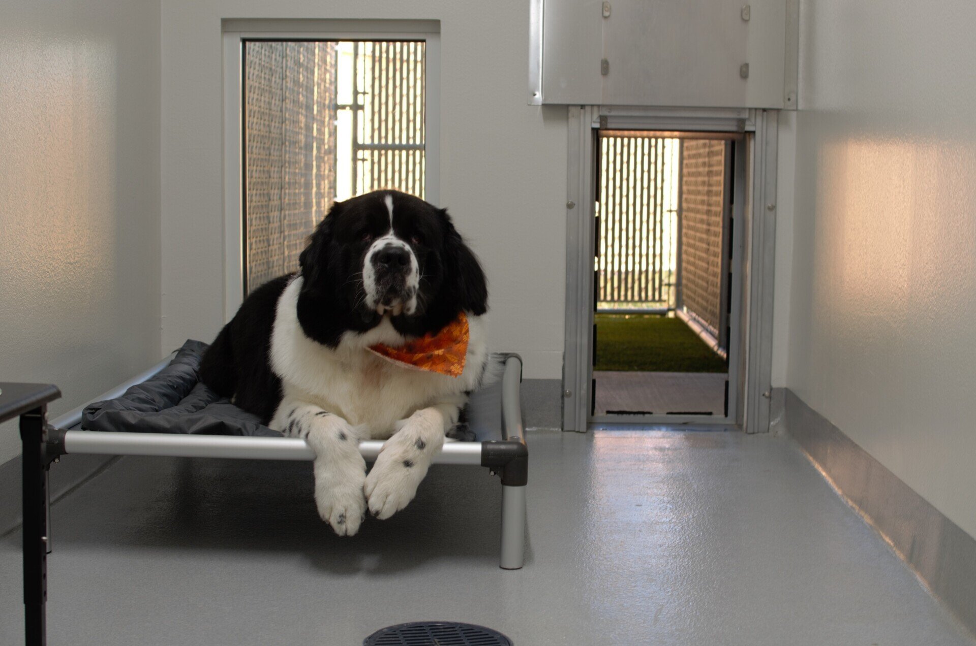 Overnight Boarding Stoughton, WI Quarry Kennels